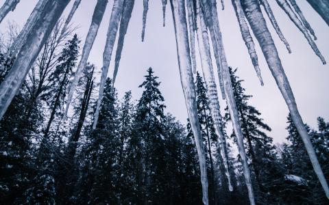 冰柱冬季树木森林高清壁纸