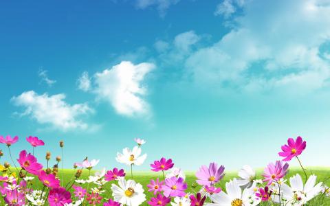 洋甘菊，粉红色，白色，绿草，天空，桌面壁纸