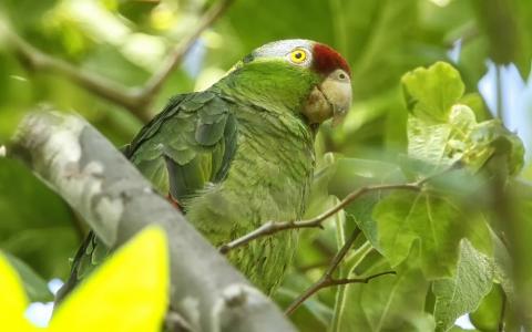 亚马逊的小鸟，绿色鹦鹉壁纸