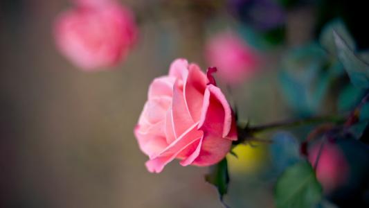 粉红玫瑰花卉宏观摄影，散景壁纸