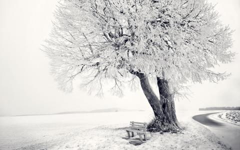 Frozen Tree壁纸