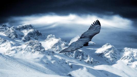 冬日壁纸中的秃鹰