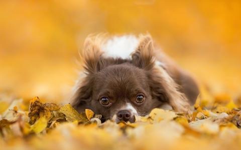 奇瓦瓦狗，灰色小狗，眼睛，树叶，秋天壁纸
