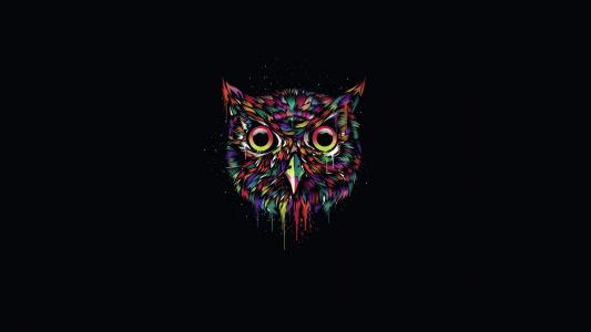 彩色猫头鹰，创意设计，黑色背景壁纸