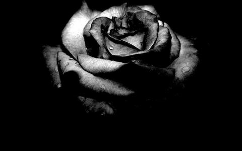 黑玫瑰花卉图片壁纸