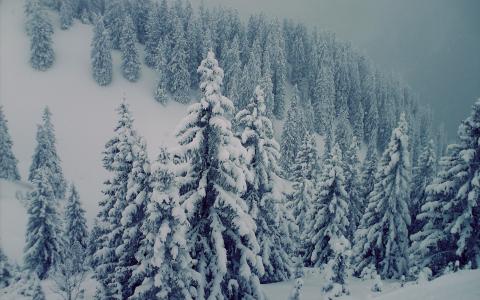 雪冬季树木森林高清壁纸