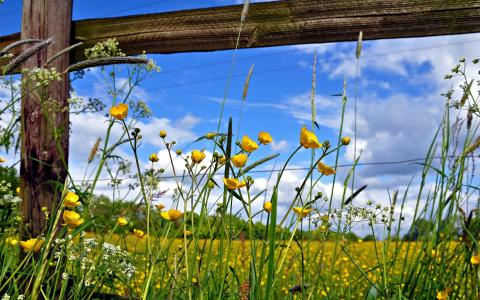 牧场篱笆花卉壁纸
