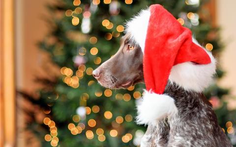 德国短毛犬，红帽子，圣诞节，炫光壁纸