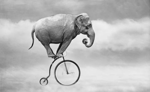 大象骑自行车壁纸