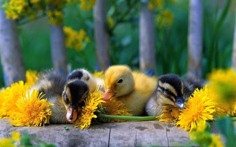 可爱的小鸭，黄色的雏菊壁纸