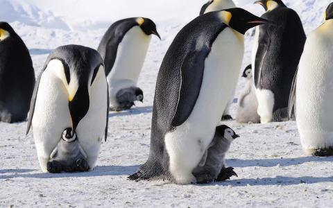 企鹅皇帝南极洲鸟婴儿可爱的雪高清背景壁纸