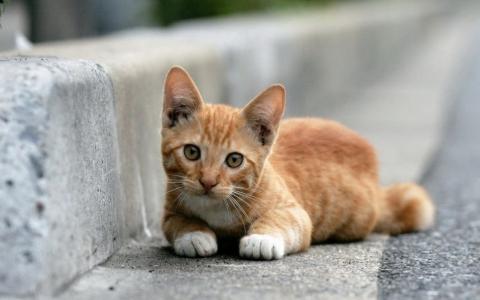 可爱的小猫躺在路边壁纸
