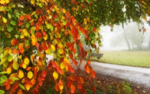 黄红叶，公园，长椅，道路，秋天壁纸