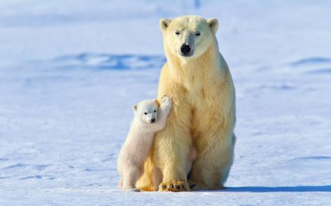 白熊，婴儿北极熊壁纸
