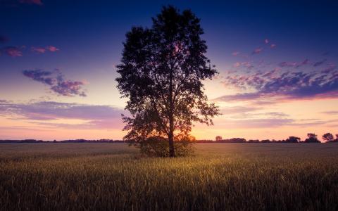 日落风景，孤独的树，麦田壁纸