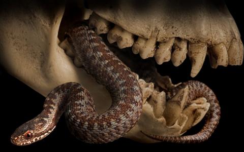 蛇骨头骨头骨骼牙齿高清壁纸