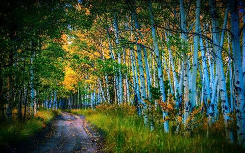 道路，桦树林，树木，秋季壁纸