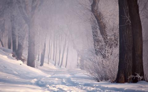 树雪冬季路径足迹高清壁纸