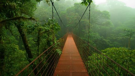树丛林雨林森林桥高清壁纸