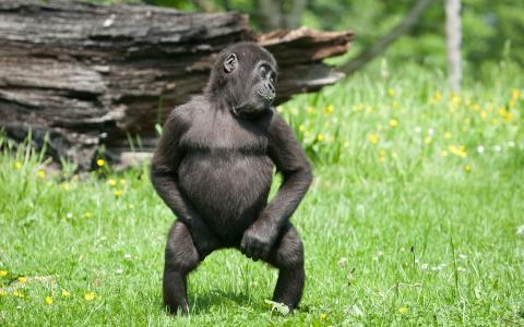 大猩猩猿猴跳舞高清壁纸