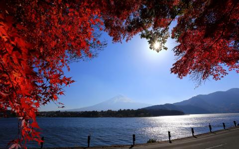 日本，富士山，路，河，树枝，红叶，太阳壁纸