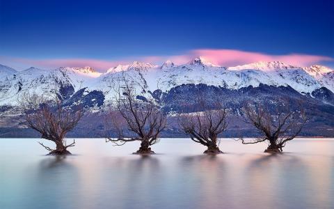 瓦卡蒂普湖，皇后镇，新西兰，南阿尔卑斯山脉，树木壁纸