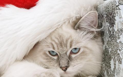 猫，枪口，毛茸茸的，帽子，圣诞老人，新的一年，假期壁纸