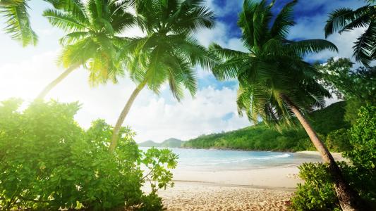 热带海滩，棕榈树，沙滩，海洋，海岸，云彩壁纸