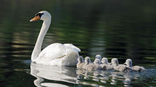 白色的天鹅，母亲，孩子，池塘壁纸