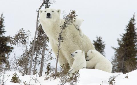 快乐的北极熊家庭壁纸