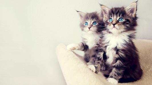 蓝眼睛的小猫壁纸