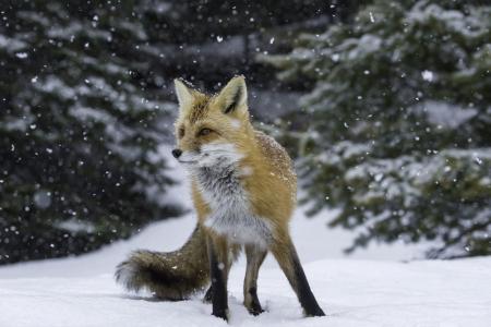 冬季红狐狸壁纸