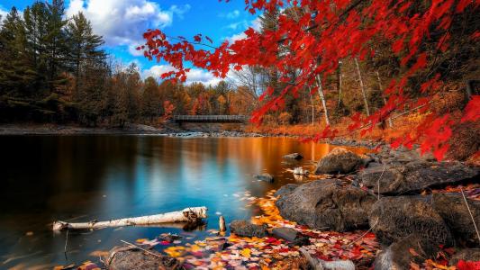美丽的秋河壁纸上的木桥
