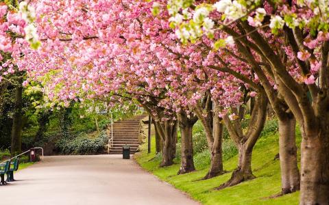 谢菲尔德，英格兰，公园，树木，樱花，路，步骤，春天的壁纸