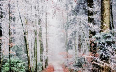 森林小径，树木，white frost，雾，秋天壁纸