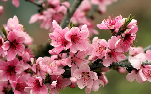 春天，苹果树，粉红色的花朵开花壁纸