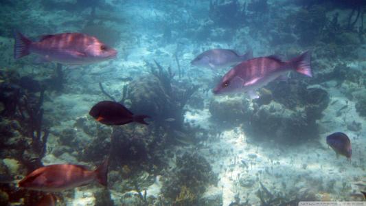 巴哈马珊瑚礁鱼壁纸