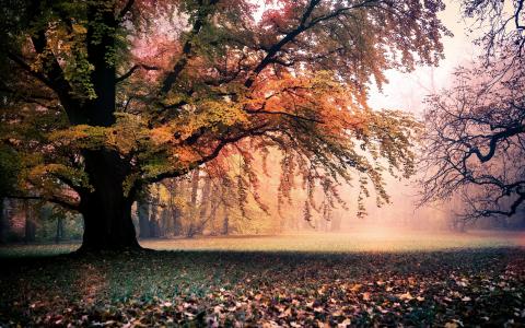 金色的秋天，性质，树木，叶子，雾，黎明壁纸