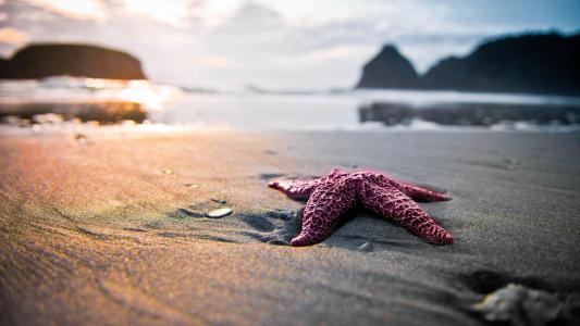 海滩上的粉红海星壁纸