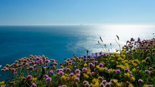 英格兰，爱尔兰海，海雀岛，鲜花，海，景观，蓝色的天空壁纸