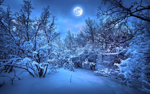 冬天的雪夜，树木，月光壁纸