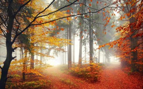 性质，森林，树木，秋天，雾，叶子，路径壁纸
