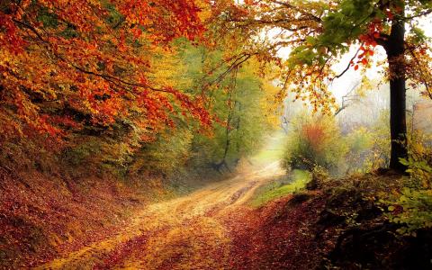 秋天，道路，树木，红树叶，强光壁纸