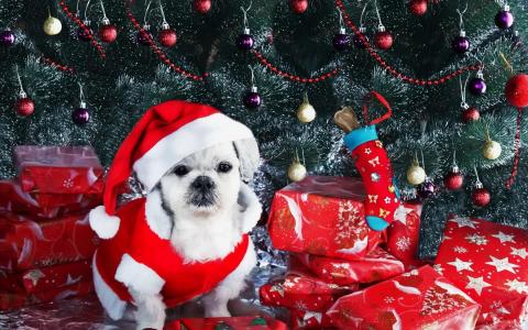狗，新的一年，礼物，圣诞树，饰品壁纸