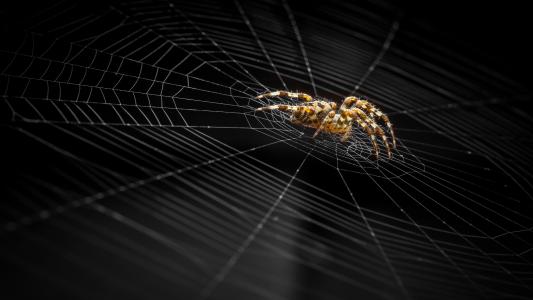 黑蜘蛛与网络壁纸