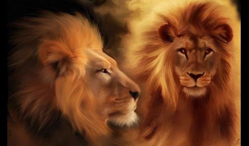 狮子动物美丽的夫妇的眼睛头狮子高清壁纸