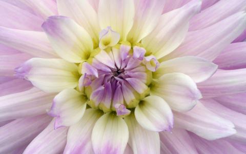 花宏，大丽花，紫色的白色花瓣壁纸