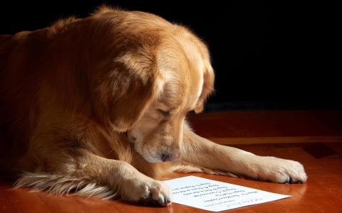 阅读信壁纸的狗