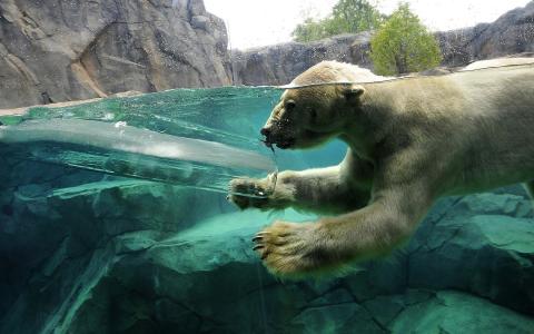 北极熊游泳壁纸