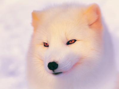 北极狐在冬天，面对壁纸